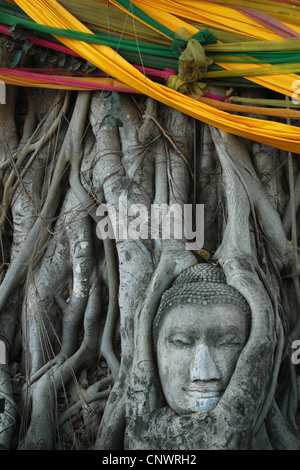 Buddha Kopf durch Wurzeln im Wat Mahathat in Ayutthaya, Thailand überwuchert. Stockfoto