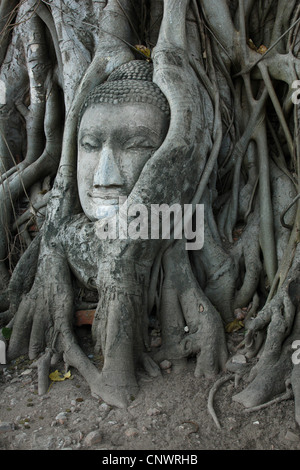 Buddha Kopf durch Wurzeln im Wat Mahathat in Ayutthaya, Thailand überwuchert. Stockfoto