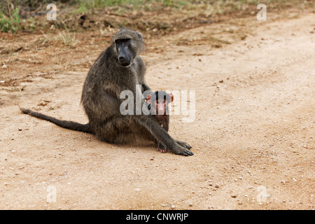 Pavian mit jungen (Papio Ursinus) am Straßenrand, Krüger Nationalpark, Südafrika Stockfoto