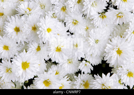 Viele weiße Gänseblümchen Blütenköpfe Stockfoto