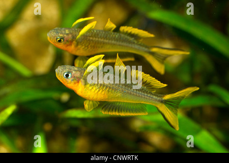 Gabel-Tail Regenbogenfisch (Pseudomugil Furcatus), zwei Männchen zeigen beeindruckende Verhalten Stockfoto