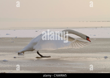 Höckerschwan (Cygnus Olor), männliche Landung auf Eis, Deutschland, Bayern, Chiemsee Stockfoto