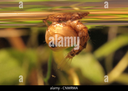 Mücken, Stechmücken (Culicidae), Puppe an der Wasseroberfläche unmittelbar vor dem Schlupf, Deutschland, Bayern, Chiemsee Stockfoto