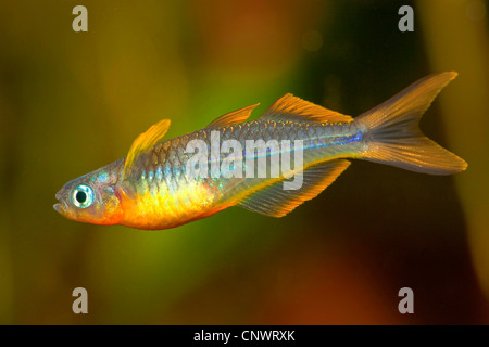 Gabel-Tail Regenbogenfisch (Pseudomugil Furcatus), männliche zeigt beeindruckende Verhalten Stockfoto