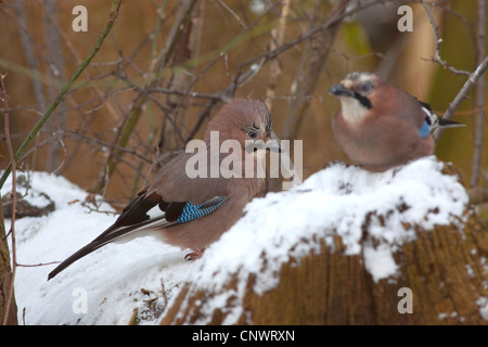 Jay (Garrulus Glandarius), zwei Eichelhäher sitzt auf einem verschneiten Branch, Deutschland, Bayern Stockfoto