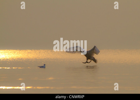 Höckerschwan (Cygnus Olor), Landung auf Ive Blatt am Abend Sonne, Deutschland, Bayern, Chiemsee Stockfoto