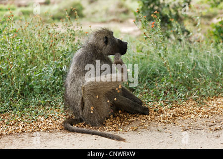 Pavian (Papio Ursinus) am Straßenrand kratzen sich, Krüger Nationalpark, Südafrika Stockfoto