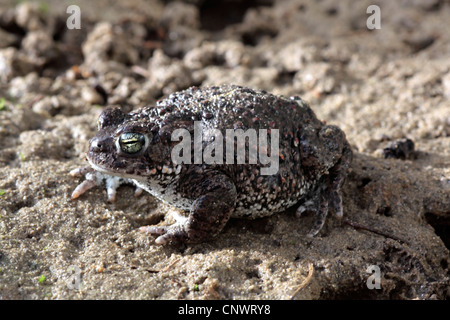 Natterjack Kröte, Natterjack, britische Kröte (Bufo Calamita), sittin in Sand, Deutschland Stockfoto