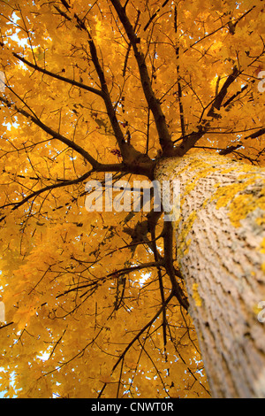 Spitz-Ahorn (Acer Platanoides), Blick von unten in den Baum oben, Deutschland, Bayern Stockfoto