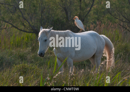 Camargue Pferd (Equus Przewalskii F. Caballus), mit einem Kuhreiher (Ardeola Ibis, Bubulcus Ibis) auf dem Rücken, Frankreich, Camargue Stockfoto