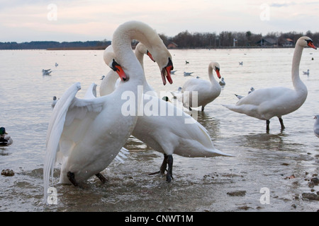 Stummschalten Sie Schwan (Cygnus Olor), zwei Männchen kämpfen im flachen Wasser, Deutschland, Bayern, Chiemsee Stockfoto