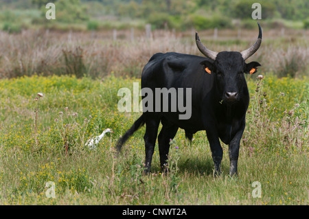 Hausrind (Bos Primigenius F. Taurus), schwarzen Stier stehen auf einer Wiese, Frankreich, Camargue Stockfoto