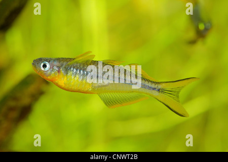 Gabel-Tail Regenbogenfisch (Pseudomugil Furcatus, Popondichthys Furcatus), Männlich Stockfoto