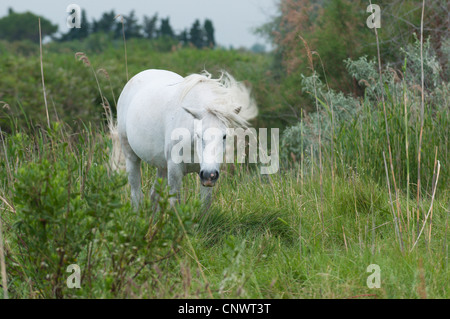 Camargue-Pferd (Equus Przewalskii F. Caballus), schüttelt seine Mähne, Frankreich, Camargue Stockfoto