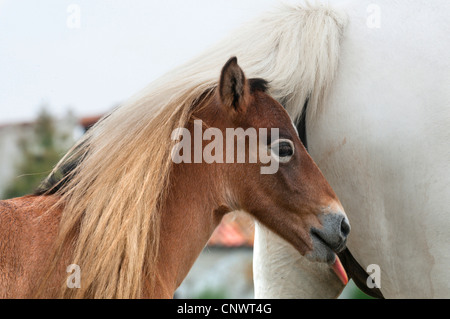 Camargue-Pferd (Equus Przewalskii F. Caballus), peering unter seiner Mutter Rute, Frankreich, Camargue Fohlen Stockfoto