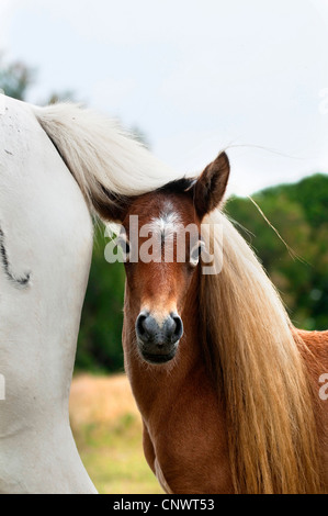 Camargue-Pferd (Equus Przewalskii F. Caballus), peering unter seiner Mutter Rute, Frankreich, Camargue Fohlen Stockfoto