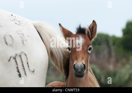 Camargue-Pferd (Equus Przewalskii F. Caballus), peering unter seiner Mutter Rute, Frankreich, Camargue Fohlen Stockfoto