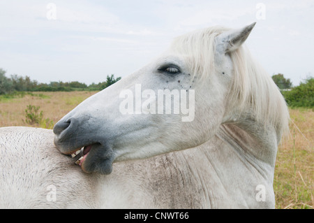 Camargue-Pferd (Equus Przewalskii F. Caballus), Pflege, Frankreich, Camargue Stockfoto