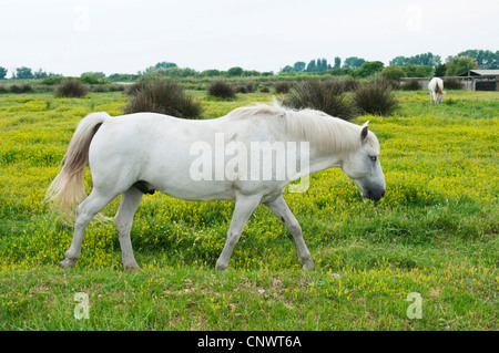 Camargue-Pferd (Equus Przewalskii F. Caballus), zu Fuß über eine Weide, Frankreich, Camargue Hengst Stockfoto