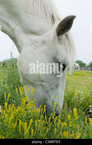 Camargue-Pferd (Equus Przewalskii F. Caballus), Weiden, Frankreich, Camargue Stockfoto