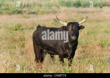 Hausrind (Bos Primigenius F. Taurus), Stier stehen auf einer Weide, Frankreich, Camargue Stockfoto