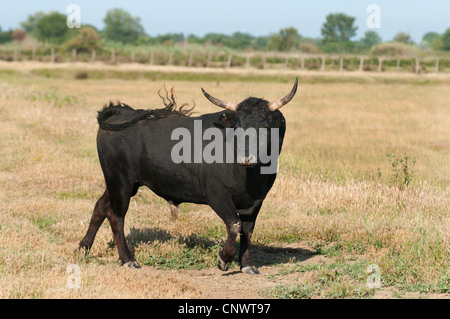 Hausrind (Bos Primigenius F. Taurus), schwarzen Stier stehen auf einer Wiese, Frankreich, Camargue Stockfoto