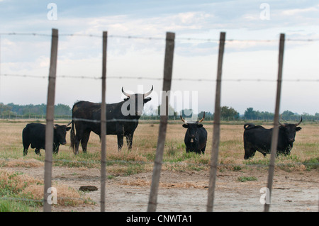 Hausrind (Bos Primigenius F. Taurus), schwarze Stiere stehend auf einer Weide hinter dem Zaun, Frankreich, Camargue Stockfoto