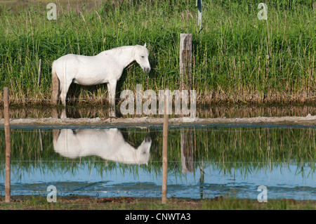 Camargue-Pferd (Equus Przewalskii F. Caballus), stehend im Wasser an einem Zaun, Fütterung Reed, Frankreich, Camargue Stockfoto