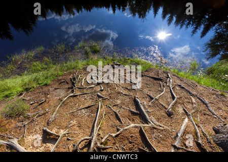 view into a foest lake reflecting trees, Germany, Saxony, Schreiersgruen Stockfoto