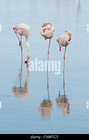 Rosaflamingo (Phoenicopterus Roseus, Phoenicopterus Ruber Roseus), Baum-Individuen stehen auf einem Bein im Wasser, Ruhe, eine im Wasser, Futter, Frankreich, Camargue Stockfoto