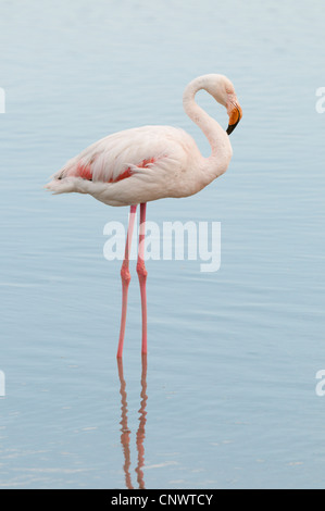 Rosaflamingo (Phoenicopterus Roseus, Phoenicopterus Ruber Roseus), stehn im Wasser, ruhen, Frankreich, Camargue Stockfoto