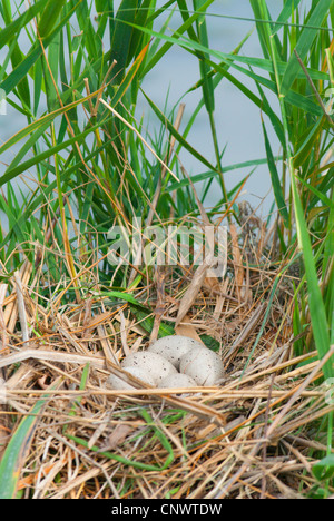 Blässhuhn (Fulica Atra) schwarz, nest mit Eiern, Frankreich, Camargue Stockfoto