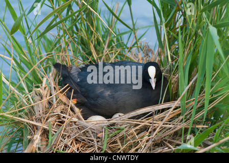 schwarzen Blässhuhn (Fulica Atra), sitzen auf ihren Eiern, Zucht, Frankreich, Camargue Stockfoto