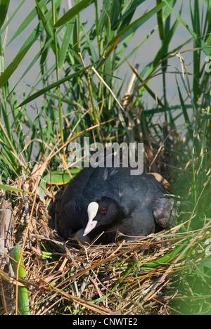 schwarzen Blässhuhn (Fulica Atra), sitzen auf ihren Eiern, Zucht, Frankreich, Camargue Stockfoto