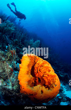 Turtleshell Bad Schwamm, große Fass-Schwamm (Xestospongia Testudinaria), großer Schwamm mit einem Taucher schwimmen in den Hintergrund, Belize, Karibik Stockfoto