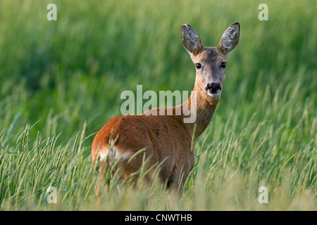 Porträt von Reh (Capreolus Capreolus) weibliche in Grünland, Deutschland Stockfoto