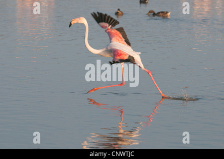 Rosaflamingo (Phoenicopterus Roseus, Phoenicopterus Ruber Roseus), laufen aufgeregt über das Wasser, mit Flügeln, Frankreich, Camargue Stockfoto