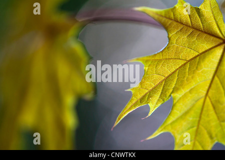 Spitz-Ahorn (Acer Platanoides), Detail von einem Blatt, Deutschland, Sachsen Stockfoto