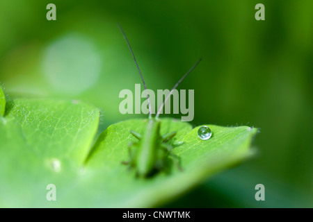 Grashüpfer sitzt auf einem Blatt, Deutschland, Sachsen Stockfoto