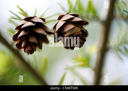 Hemlock Fichte, östliche Hemlocktanne (Tsuga Canadensis), Zapfen auf einem Ast Stockfoto