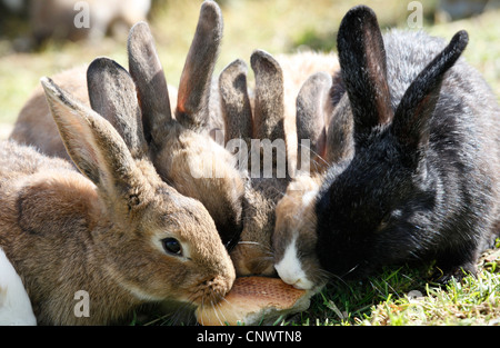 Hauskaninchen (Oryctolagus Cuniculus F. Domestica), verschieden farbige Einzelpersonen an einem Stück Brot knabbern Stockfoto