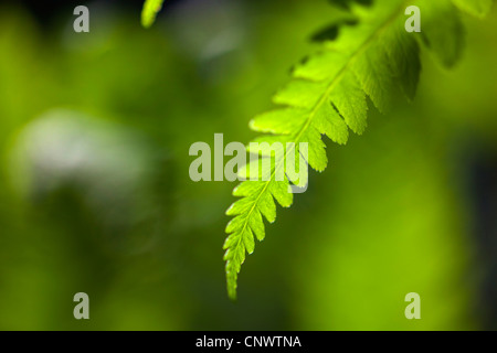 Broschüre von Wedel in Hintergrundbeleuchtung, Deutschland, Sachsen Stockfoto