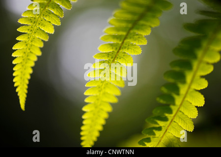 Prospekte von Wedel in Hintergrundbeleuchtung, Deutschland, Sachsen Stockfoto