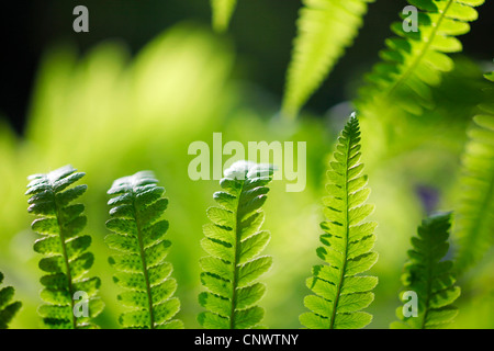 Prospekte von Wedel in Hintergrundbeleuchtung, Deutschland, Sachsen Stockfoto