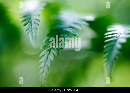 Prospekte von Wedel in Hintergrundbeleuchtung, Deutschland, Sachsen Stockfoto