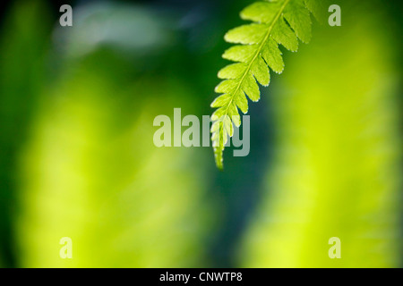 Broschüre von Wedel in Hintergrundbeleuchtung, Deutschland, Sachsen Stockfoto