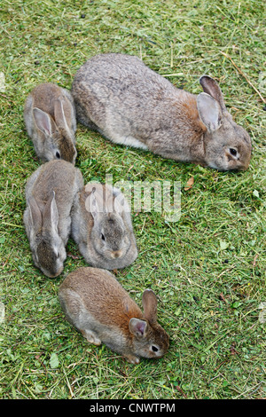 Hauskaninchen (Oryctolagus Cuniculus F. Domestica), Erwachsene mit zwei Jungtiere sitzen auf einer Wiese Stockfoto