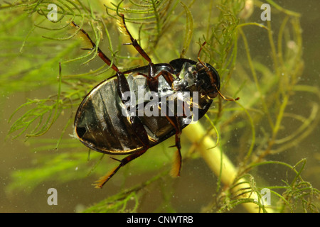 weniger schwarz Wasser Käfer, weniger Silber Wasserkäfer, weniger Silber Käfer (Hydrochara Caraboides), Schwimmen, Blick von unten, Deutschland, Bayern Stockfoto