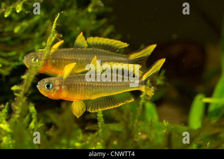 Gabel-Tail Regenbogenfisch (Pseudomugil Furcatus, Popondichthys Furcatus), kämpfen Männchen Stockfoto