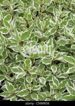 weiß-fruited Hartriegel, weiße Hartriegel, Laub, rot bellte Hartriegel (Cornus Alba Alba Ivory Halo) Stockfoto